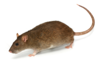 Rats